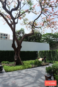 Kraam Sukhumvit 26